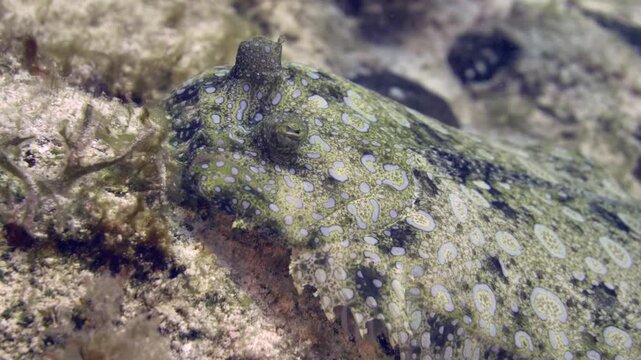 Close view reveals a mottled flatfish blending into algae-covered coral and rock at Tormentos, Cozumel, Quintana Roo, Mexico.