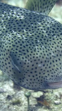 Vertical-format view follows a spotted porcupinefish approaching the camera above reef terrain at Tormentos, Cozumel, Quintana Roo, Mexico.
