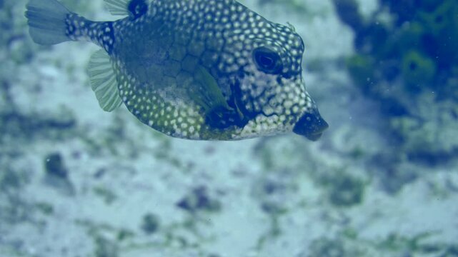 Close underwater view of a smooth trunkfish swimming above pale reef substrate at Santa Rosa Wall, Cozumel, Quintana Roo, Mexico.