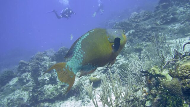 Large rainbow parrotfish moves above corals while a distant diver appears in blue water at Santa Rosa Wall, Cozumel, Quintana Roo, Mexico.