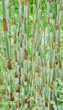Bamboo stalks in Danum Valley rainforest, Borneo, Malaysia.