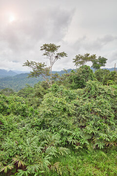 Danum Valley rainforest, Borneo, Malaysia.