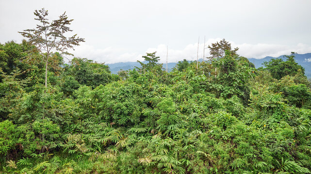 Danum Valley rainforest, Borneo, Malaysia.