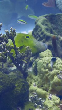 Dark filefish covered in pale spots swims over low coral and reef growth at Tormentos, Cozumel, Quintana Roo, Mexico.