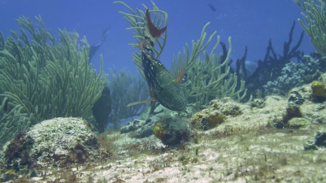 Vertical-format view of a dark spotted parrotfish with reddish underside swimming over reef growth at Tormentos, Cozumel, Quintana Roo, Mexico.