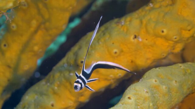 Vertical-format close view of a striped juvenile jackknife fish hovering above an orange sponge at Tormentos, Cozumel, Quintana Roo, Mexico.
