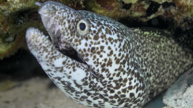 Close view of a spotted moray eel extending its patterned head from a reef crevice at Paradise Reef, Cozumel, Mexico.