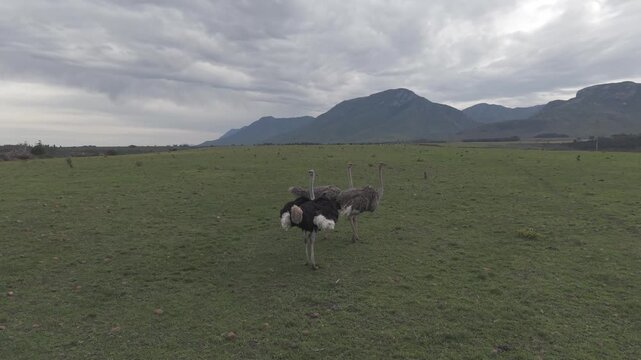 Ostrich in Klein Karoo Farmlands