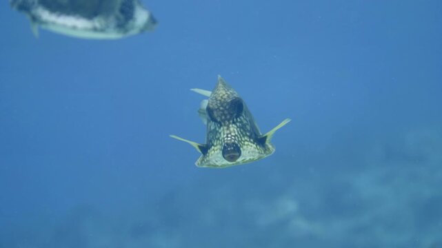 A smooth trunkfish swims alone through clear blue water above Paradise Reef in Cozumel, Mexico, seen in profile against open water.
