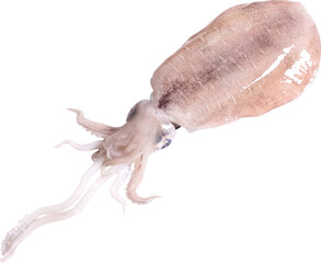 Squid Isolated On Transparent Background © Rina