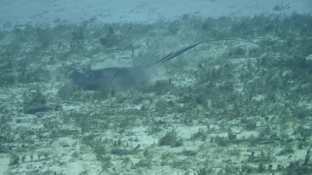 A southern stingray glides low above a patchy sandy and rocky seabed at Paradise Reef, Cozumel, Mexico, viewed from behind and above.