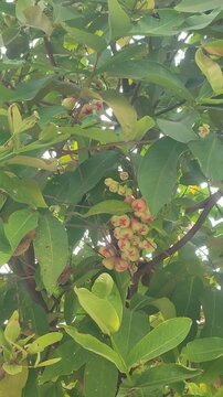 Water Apple Fruit Tree Branches Swaying in Wind, Vertical Video