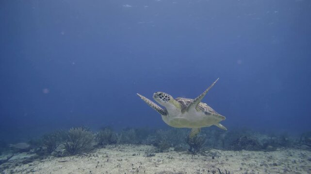 A green sea turtle rises and swims over the reef while scuba divers remain in the blue background at Paradise Reef, Cozumel, Mexico.