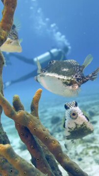 A smooth trunkfish swims beside branching reef growth while scuba divers remain distant in blue water at Paradise Reef, Cozumel, Mexico.