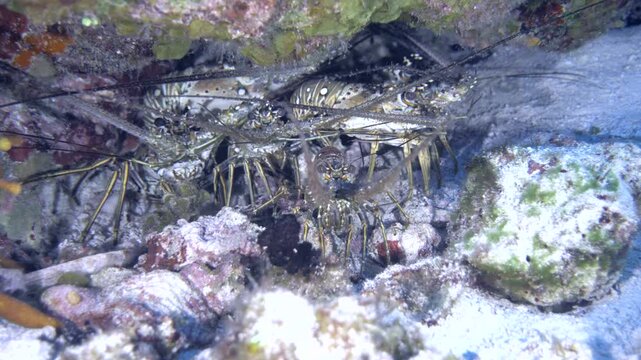A Caribbean spiny lobster rests beneath a low rocky coral ledge, its long antennae extending outward at San Clemente, Cozumel, Mexico.