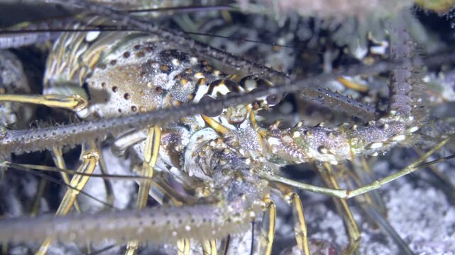 Close view into a coral crevice reveals a Caribbean spiny lobster with long banded antennae at San Clemente, Cozumel, Mexico.