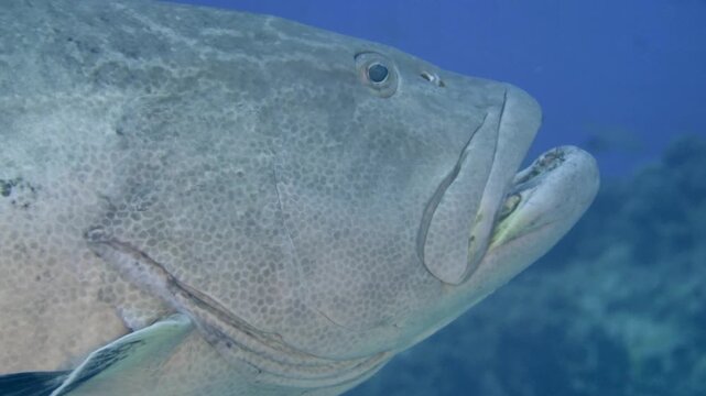 Close side view of a large black grouper moving through blue water above the reef at San Clemente, Cozumel, Quintana Roo, Mexico.