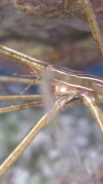 Close side view of a yellowline arrow crab displaying its narrow body and elongated legs on the reef at San Clemente, Cozumel, Quintana Roo, Mexico.