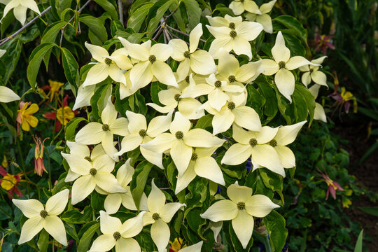 Kousa dogwood blossom in full bloom