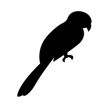 Parrot silhouette