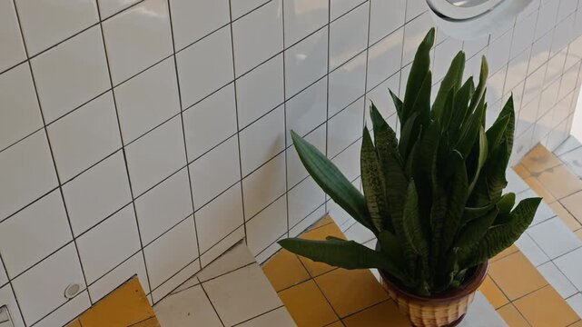 Green snake plant in ceramic pot standing on yellow and tiled floor next to tiled wall, top view. Clip is ideal for interior design, home decor, and minimalist lifestyle marketing campaigns