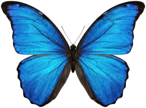 Vibrant blue morpho butterfly wings spread on black.