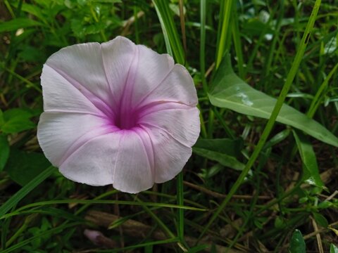 Close-up photos of animals, plants, and flowers.