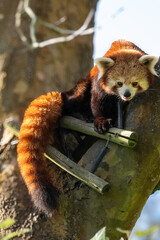 Fototapeta premium red panda 