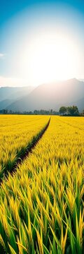 Lush golden rice fields stretching towards the horizon under a brilliant blue sky with majestic mountains in the background, daytime, sunlight