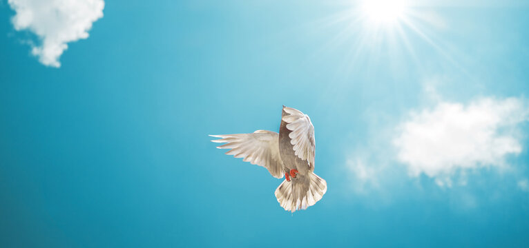 White dove soars against clear blue sky
