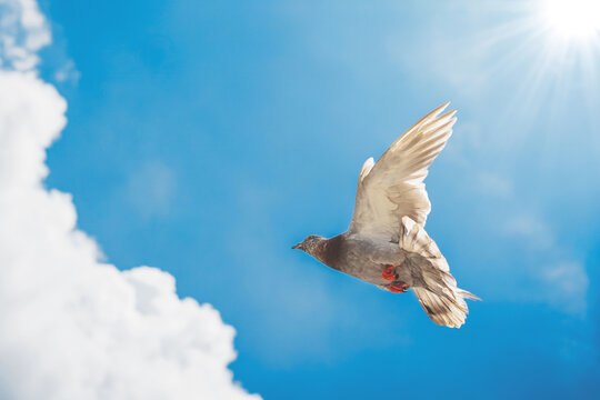 Pigeon soars against bright blue sky