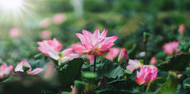 Pink lotus blooms softly in sunlit pond