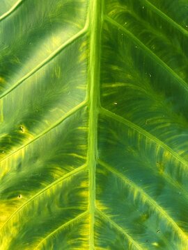 Macro close-up view of the vibrant green veins and texture of a large tropical elephant ear leaf.