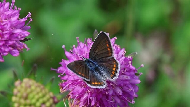 clip of a female polyommatus icarus the common blue butterfly
