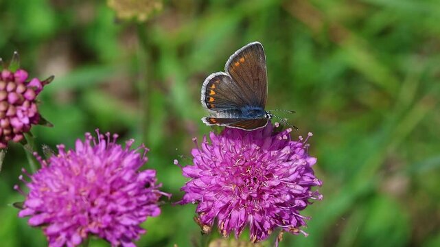 clip of a female polyommatus icarus the common blue butterfly
