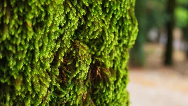 Close-up view of moss growing on a tree trunk