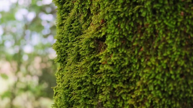 Close-up view of moss growing on a tree trunk