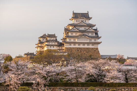 Himeji Castle in sunset time with cherry blossoms full bloom in the spring. Hyogo, Japan.