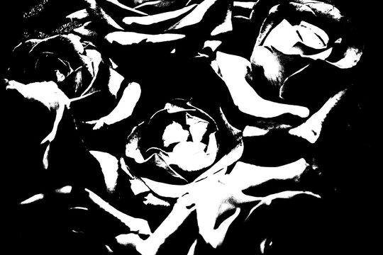 Pop-Art-Illustration von Rosen im extremen Schwarz-Wei&szlig;-Kontrast