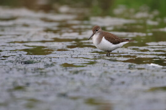 common sandpiper