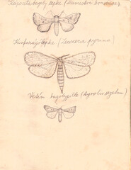 Vintage hand-drawn illustration of moths on aged paper, botanical study featuring pencil sketches of Mamestra brassicae, Zeuzera pyrina, and Agrotis segetum © wwwzes