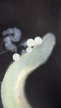 Pollen on flower pistil under microscope. Pollen grain releasing cytoplasm organelles. Scientific video illustrating botanical pollination, and plant reproduction processes for biology articles