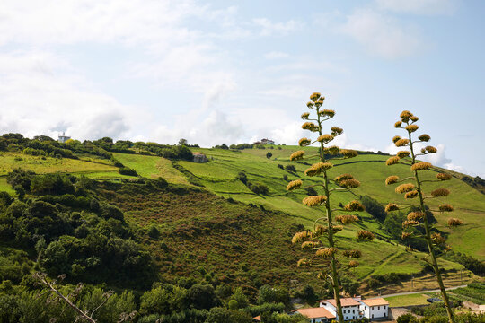 Tall agave flower stalks framing scenic green rural hills and farmhouse in Zumaia Basque Country Spain