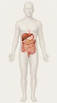 Human Body Systems Highlighted Sequentially With Color Coded Educational Anatomy Animation.