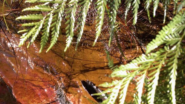 Close-Up of Water Flowing Over Red Sandstone and Ferns
