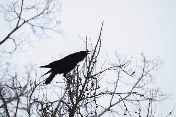 Naklejka premium Dark Raven Perched on Bare Winter Tree Branch Crying Out Against Pale Sky