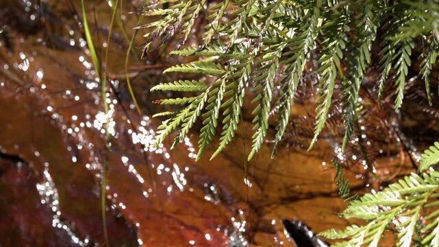 Close Up of Green Fern Fronds Over a Sunlit Forest Stream