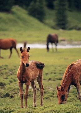 Kiang (tibetan wild ass) kiang foal a tender moment in nature 