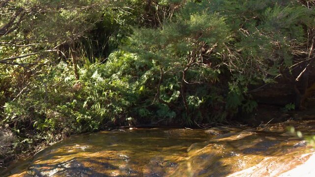 Sunlight Glistening on a Forest Stream in Wentworth Falls