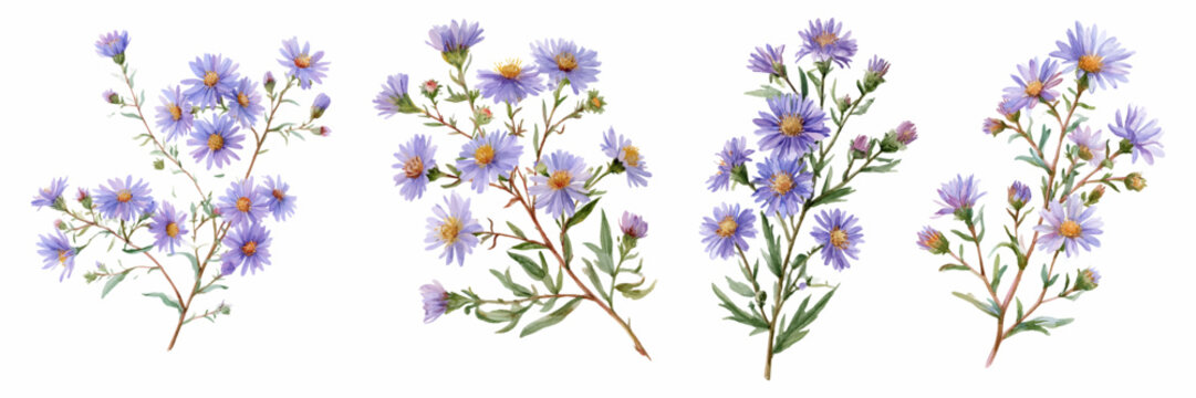 Aster flowers collection in purple hues, blooming in autumn, watercolor painting depicting delicate floral botanical elements with green leaves and stems
